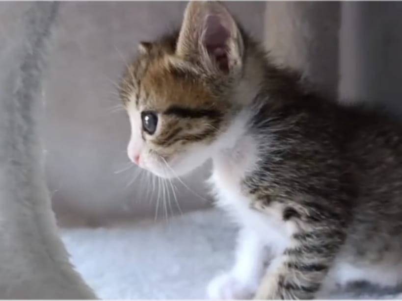 Adotta il gatto Giordy a Bari