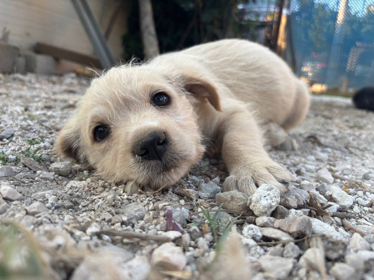 Adozione cane, femmina, Lagotto Razza sconosciuta, 2 mesi, taglia media contenuta, Avellino