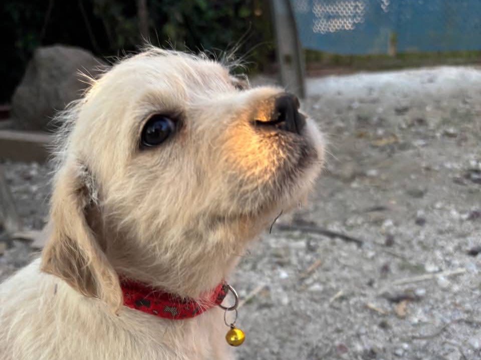 Adotta un cane, femmina, 2 mesi, Avellino