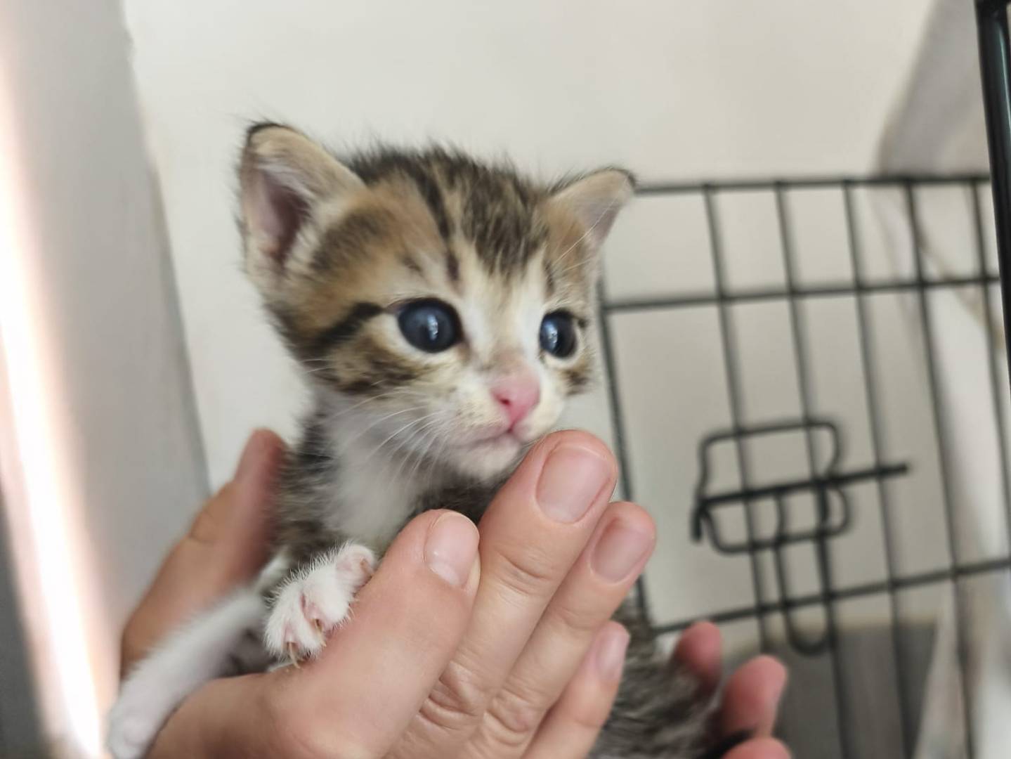 Adozione gatto, femmina, Razza sconosciuta Razza sconosciuta, 1 mese, taglia non valida, Bari
