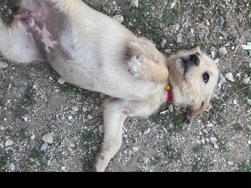 Adotta un cane, taglia media contenuta, femmina, Avellino