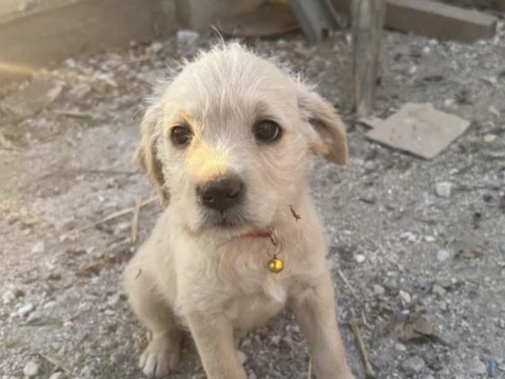 Vuoi adottare un cane a Avellino?