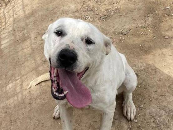 Adozione cane, femmina, Razza sconosciuta Razza sconosciuta, 3 anni e 7 mesi, taglia media, Torino