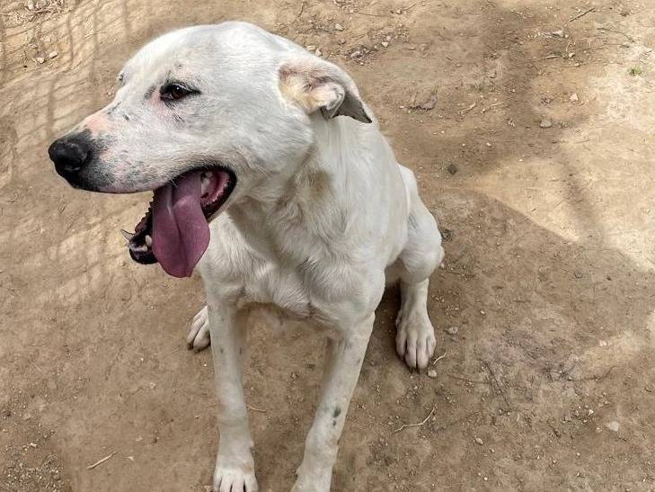 Adotta un cane, taglia media, femmina, Torino