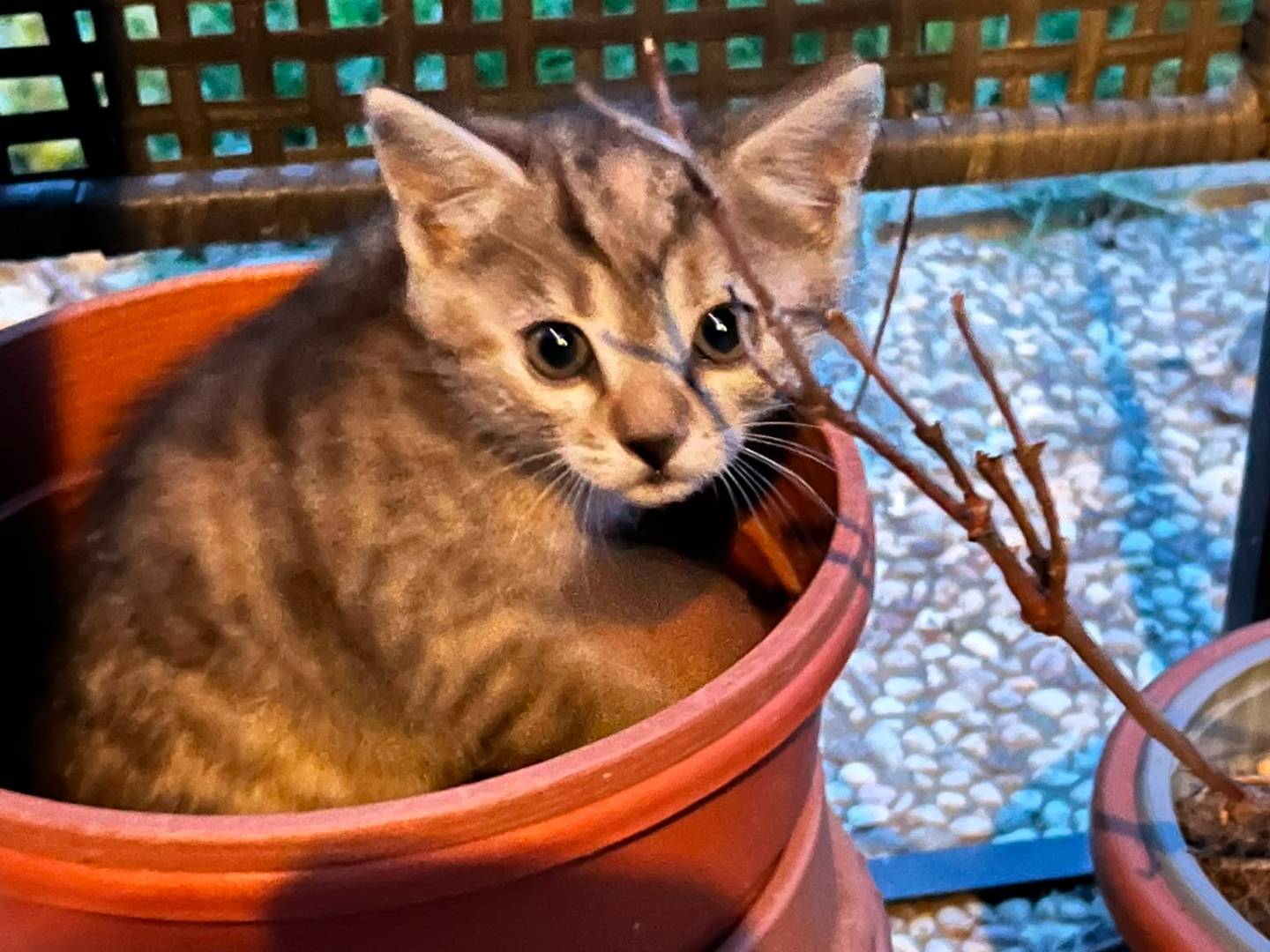 Adotta un gatto, taglia non valida, femmina, Parma