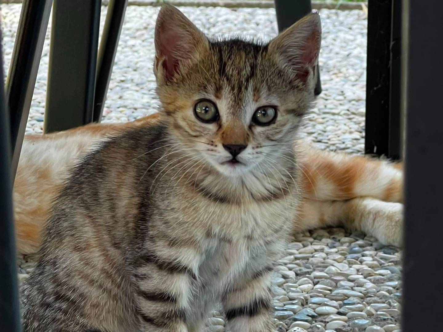 Adotta un gatto, femmina, 1 mese, Parma