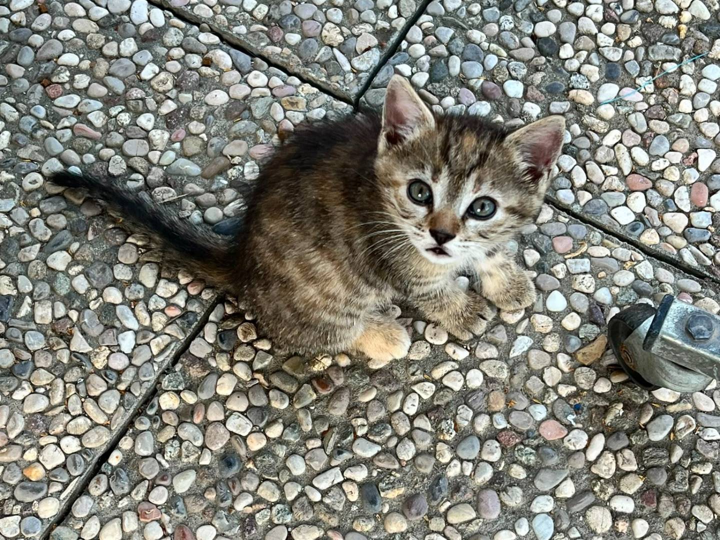 Adozione gatto, femmina, Razza sconosciuta Razza sconosciuta, 1 mese, taglia non valida, Parma