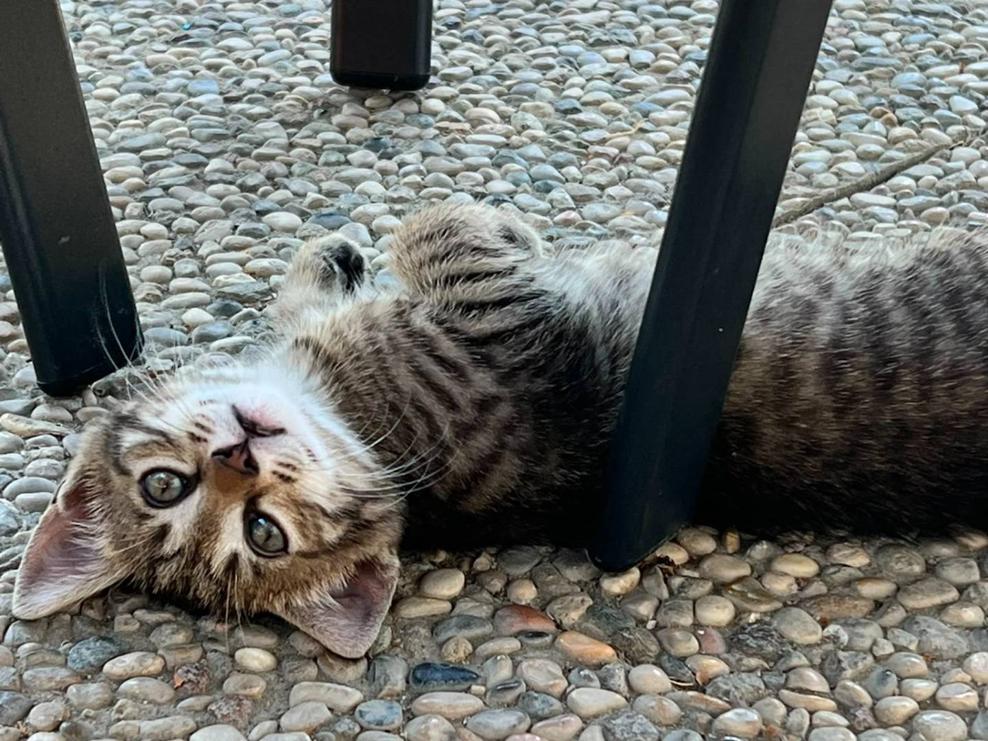 Adozione gatto, maschio, Razza sconosciuta Razza sconosciuta, 2 mesi, taglia non valida, Parma