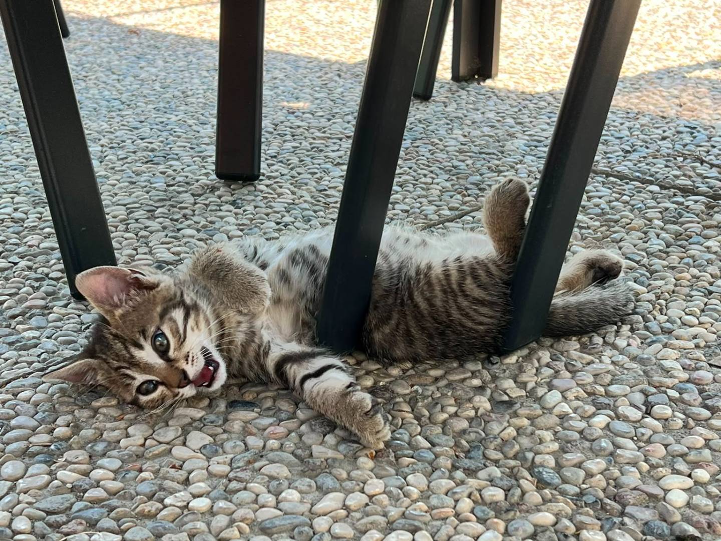 Adotta un gatto, maschio, 2 mesi, Parma