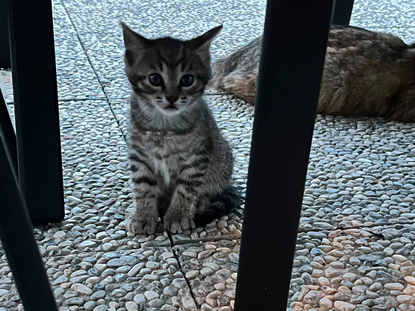Adotta un gatto, taglia non valida, maschio, Parma