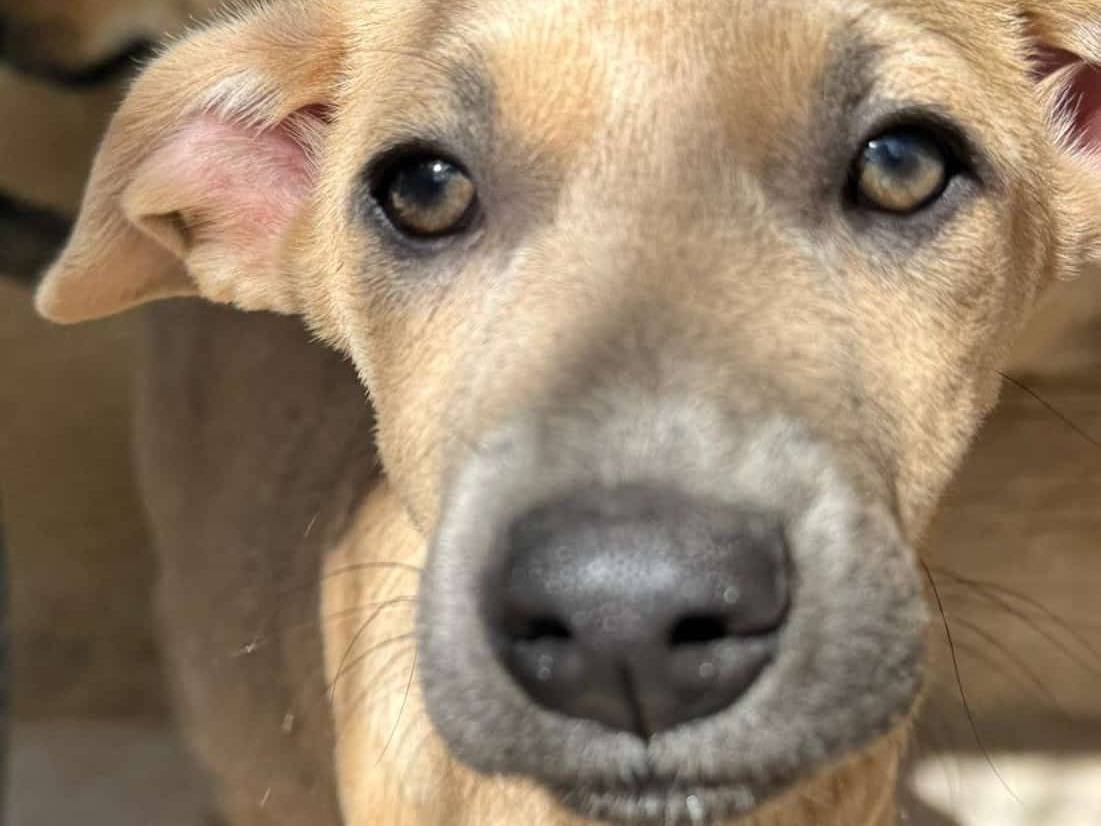 Adozione cane, maschio, Razza sconosciuta Razza sconosciuta, 10 mesi, taglia media, Varese