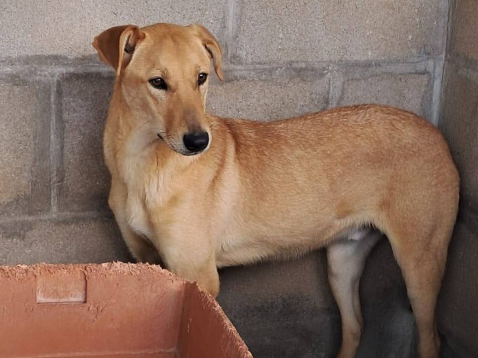 Vuoi adottare un cane a Varese?