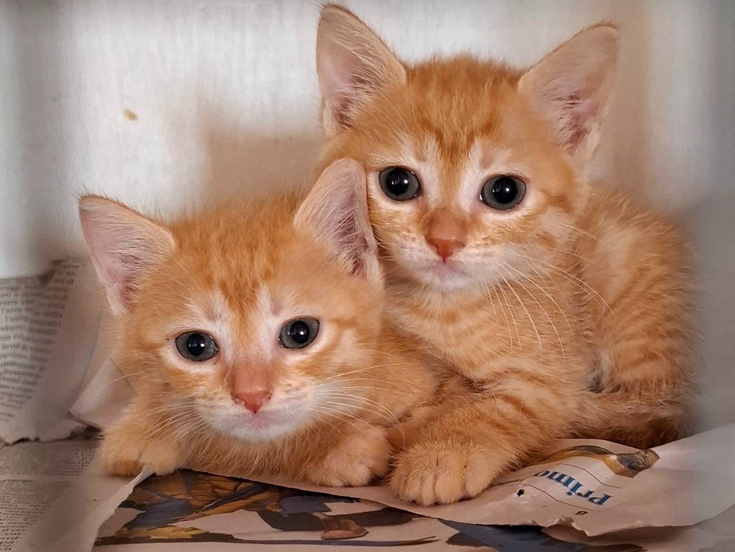 Adozione gatto, femmina, Razza sconosciuta Razza sconosciuta, 1 mese, taglia non valida, Roma