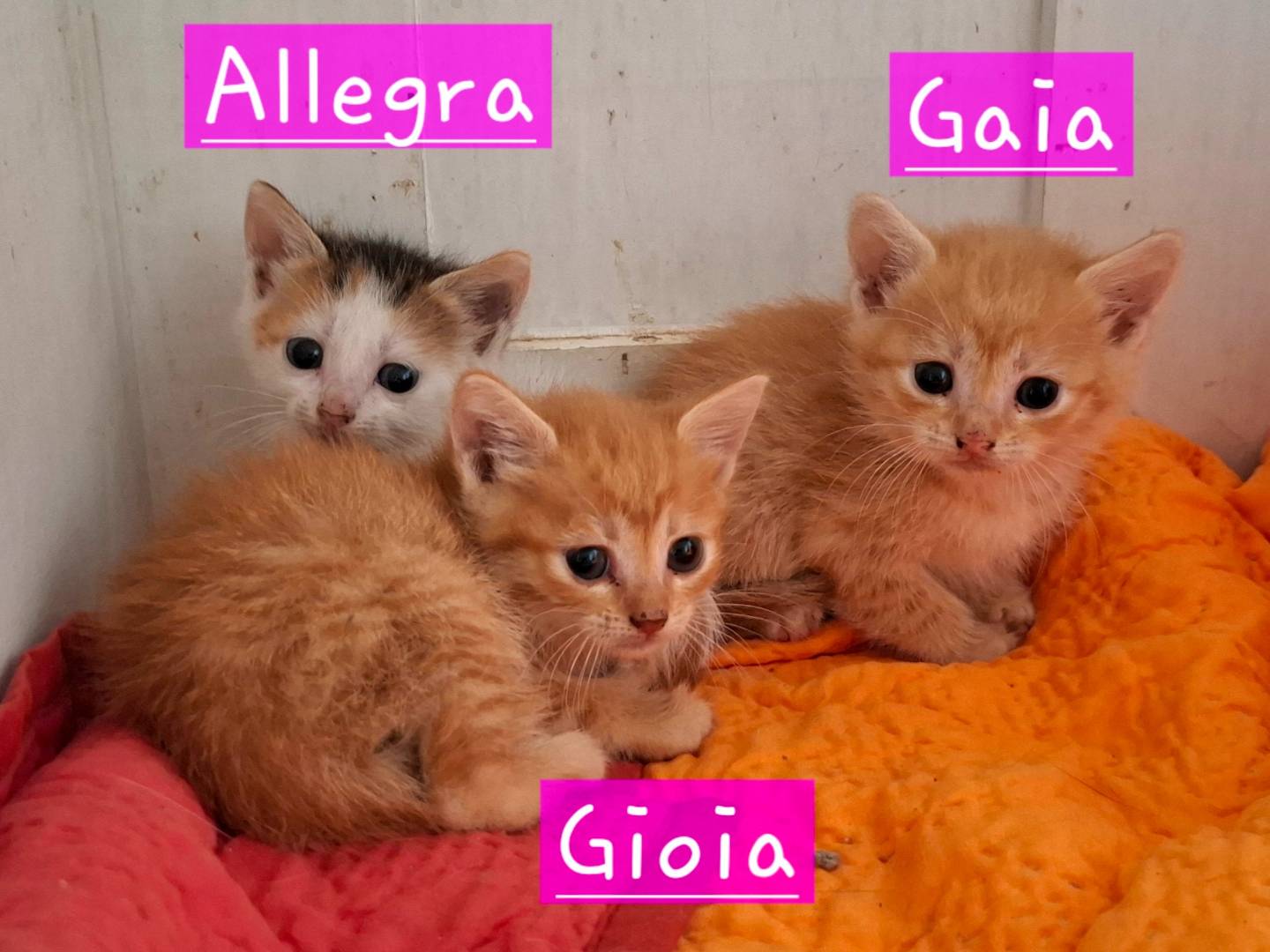Adotta un gatto, femmina, 1 mese, Roma