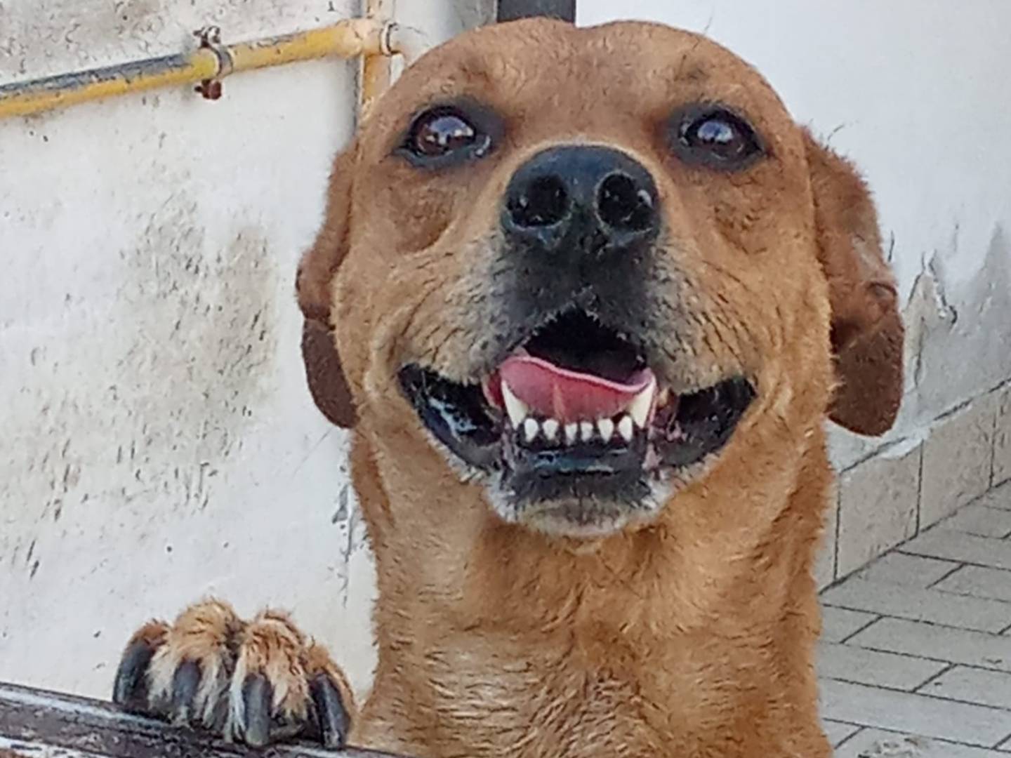 Adozione cane, maschio, Razza sconosciuta Razza sconosciuta, 4 anni, taglia media, Firenze