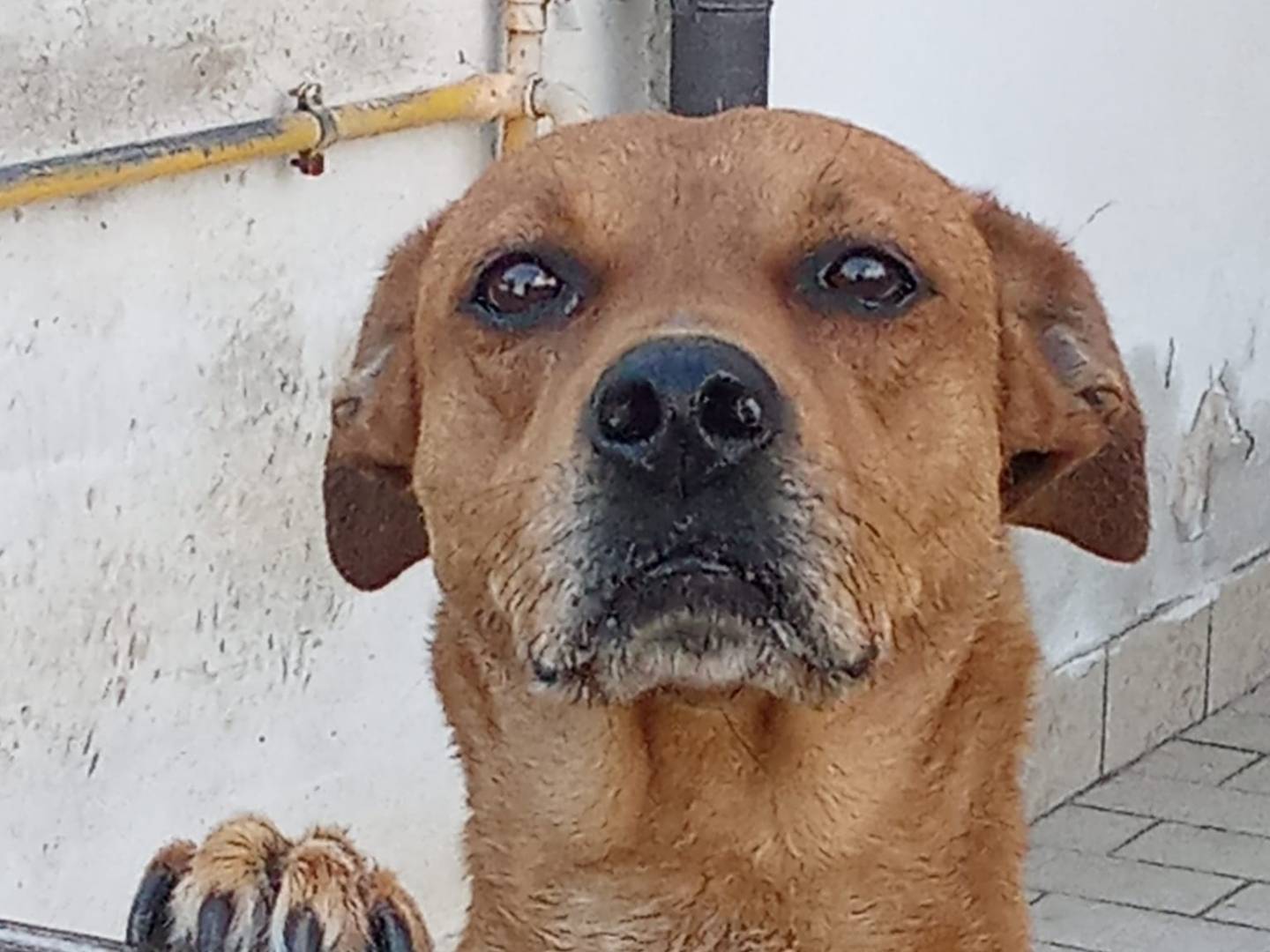 Adotta un cane, maschio, 4 anni, Firenze