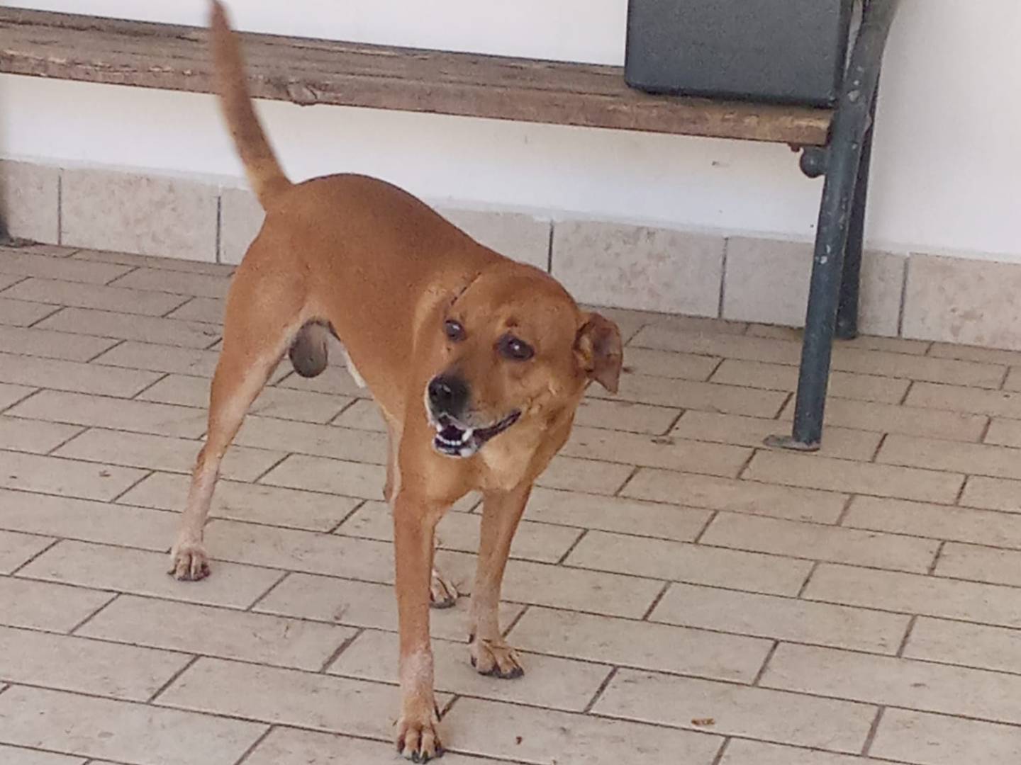 Adotta un cane, taglia media, maschio, Firenze