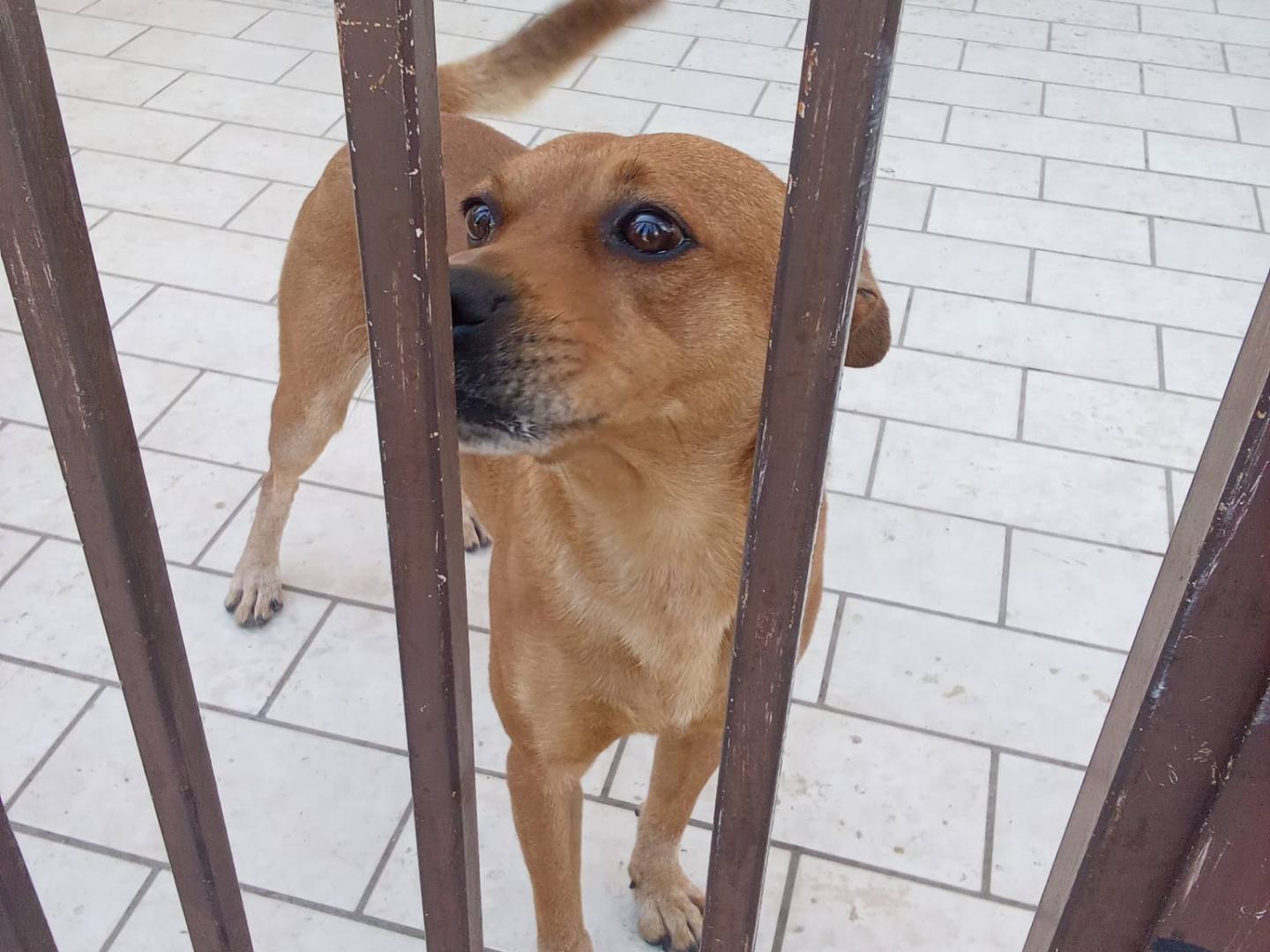Vuoi adottare un cane a Firenze?