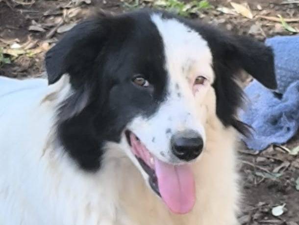 Adozione cane, femmina, Razza sconosciuta Razza sconosciuta, 4 anni e 3 mesi, taglia grande, Reggio