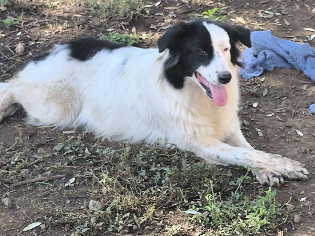 Adotta un cane, femmina, 4 anni e 3 mesi, Reggio