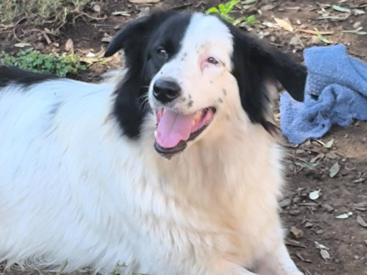Adotta un cane, taglia grande, femmina, Reggio