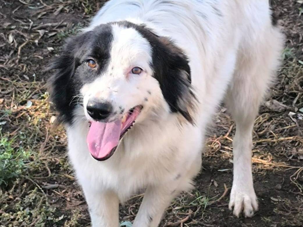 Vuoi adottare un cane a Reggio?