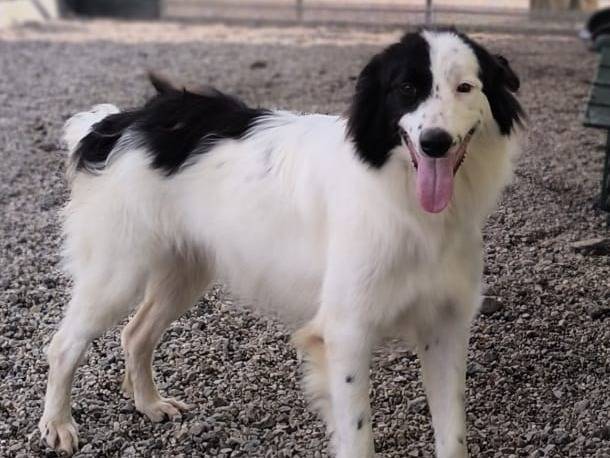 Adotta il cane Maya  a Reggio