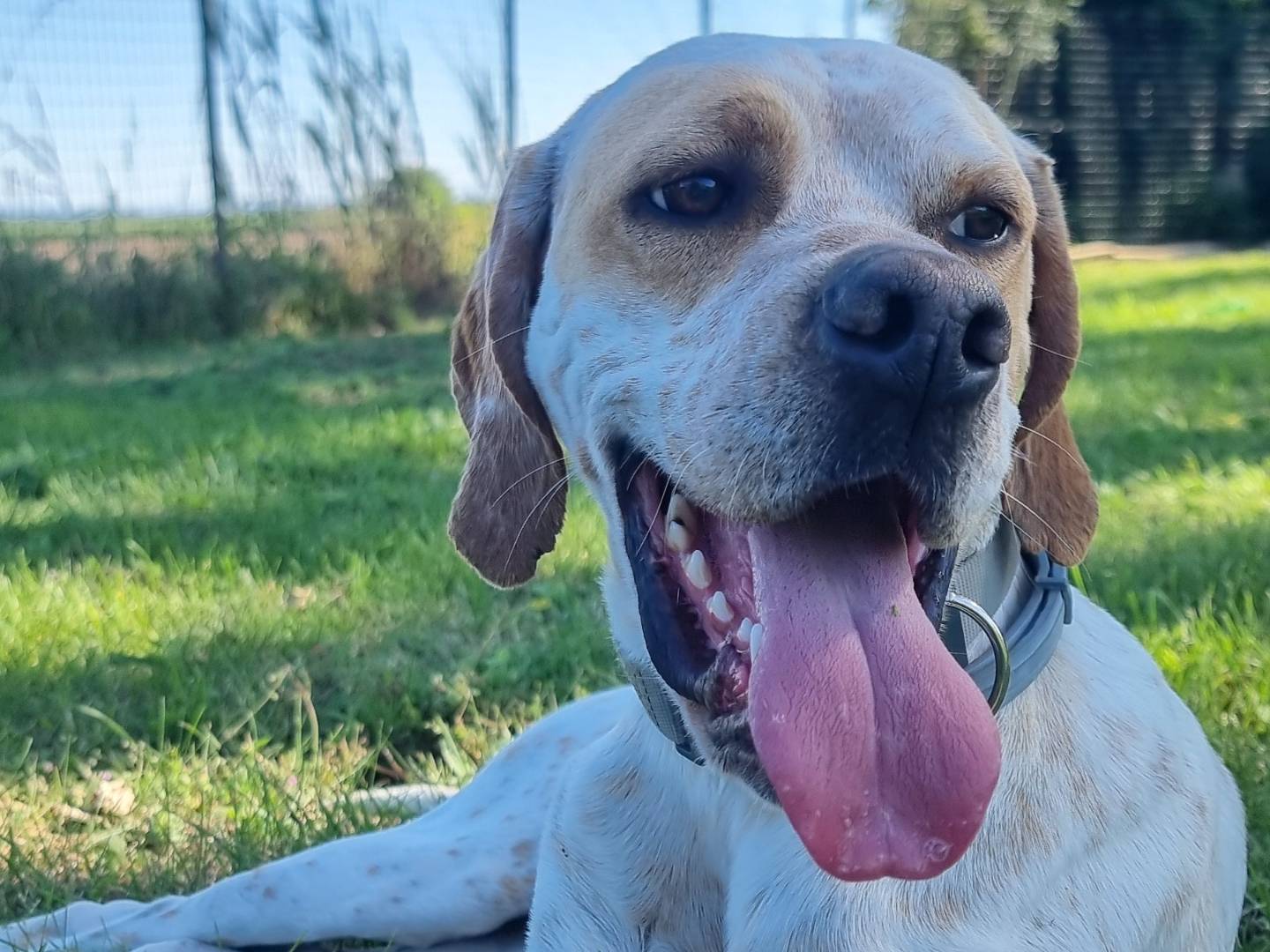 Adozione cane, maschio, Pointer Razza sconosciuta, 2 anni e 2 mesi, taglia media, Pavia