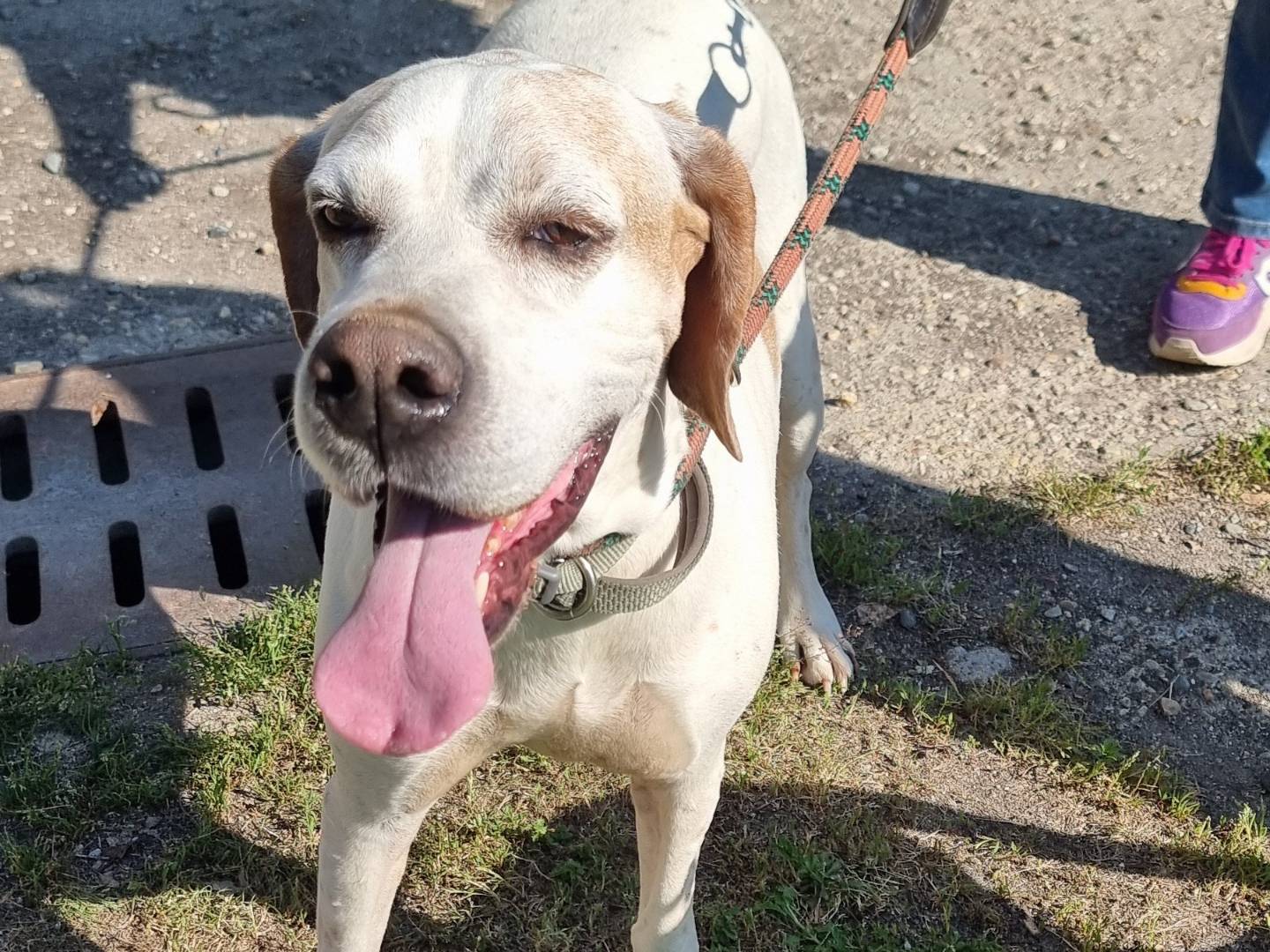 Adotta un cane, maschio, 2 anni e 2 mesi, Pavia