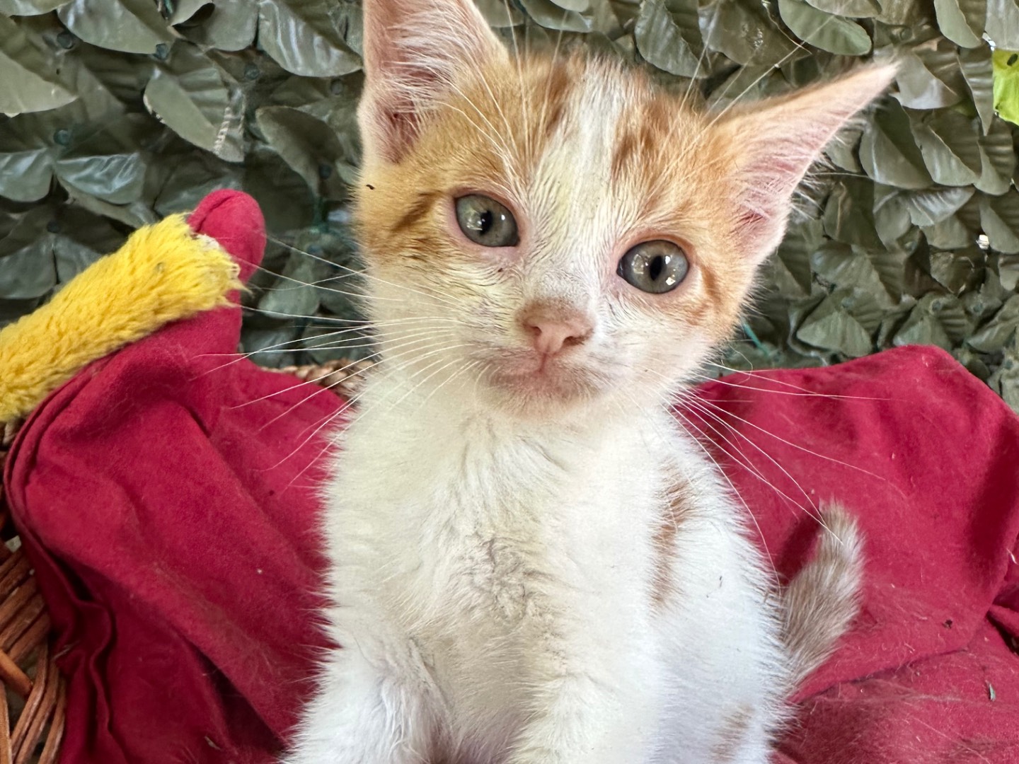 Adozione gatto, maschio, Razza sconosciuta Razza sconosciuta, 1 mese, taglia non valida, Roma