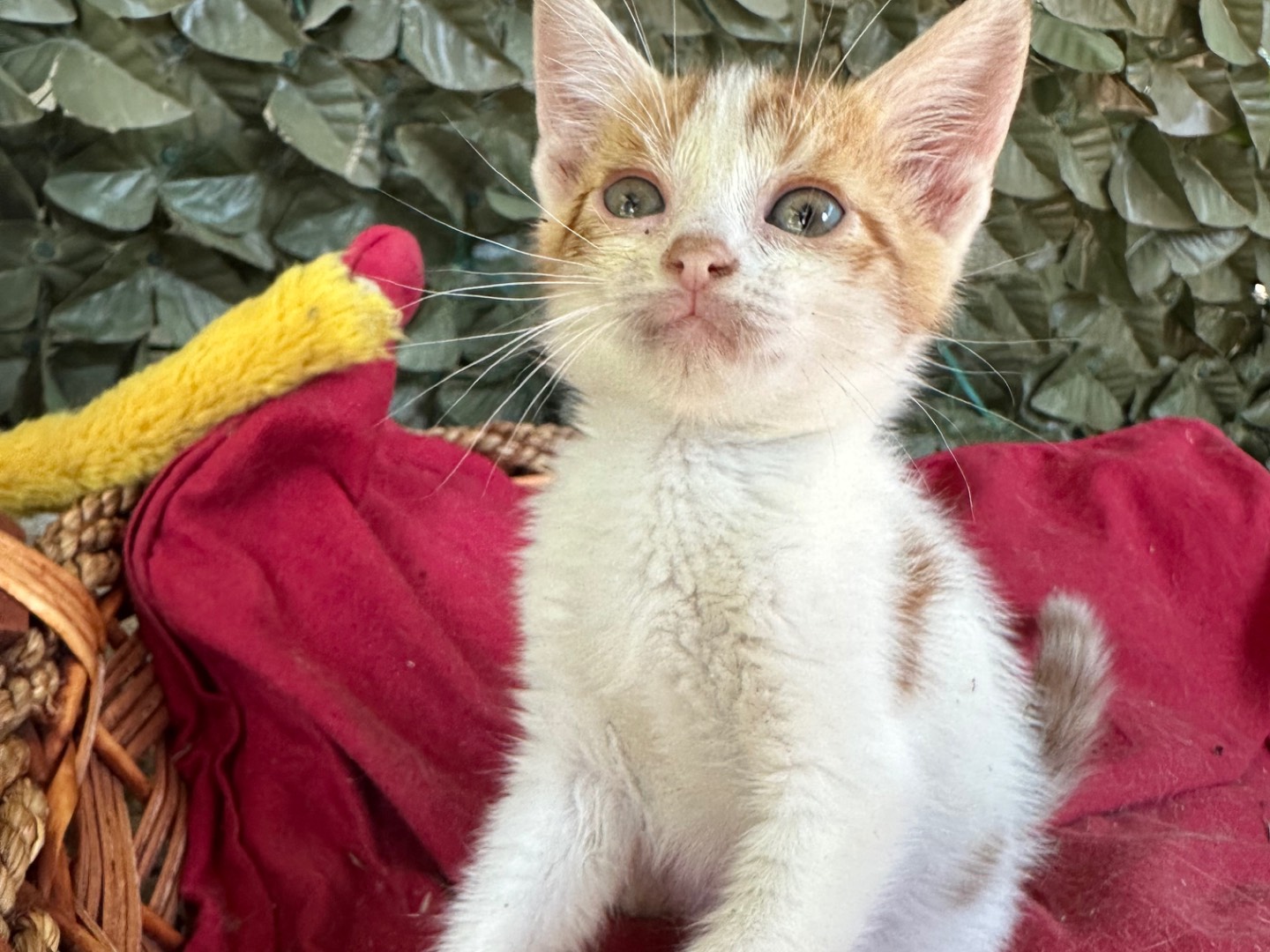 Adotta un gatto, maschio, 1 mese, Roma