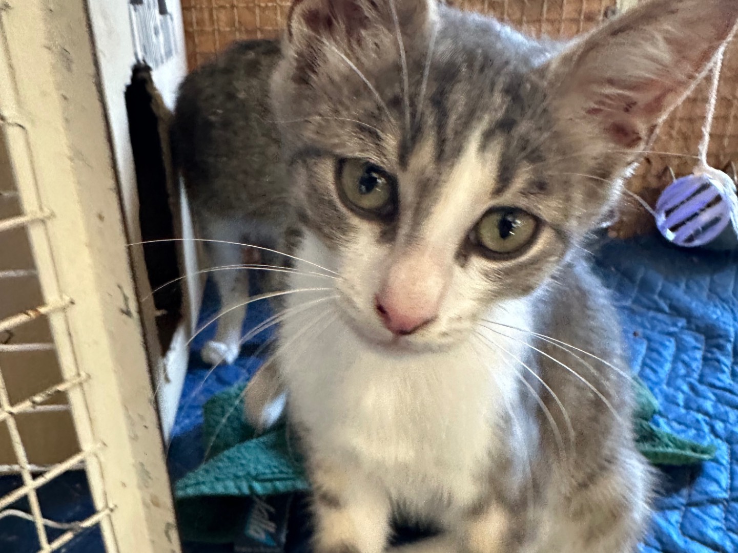 Adozione gatto, maschio, Razza sconosciuta Razza sconosciuta, 2 mesi, taglia non valida, Roma