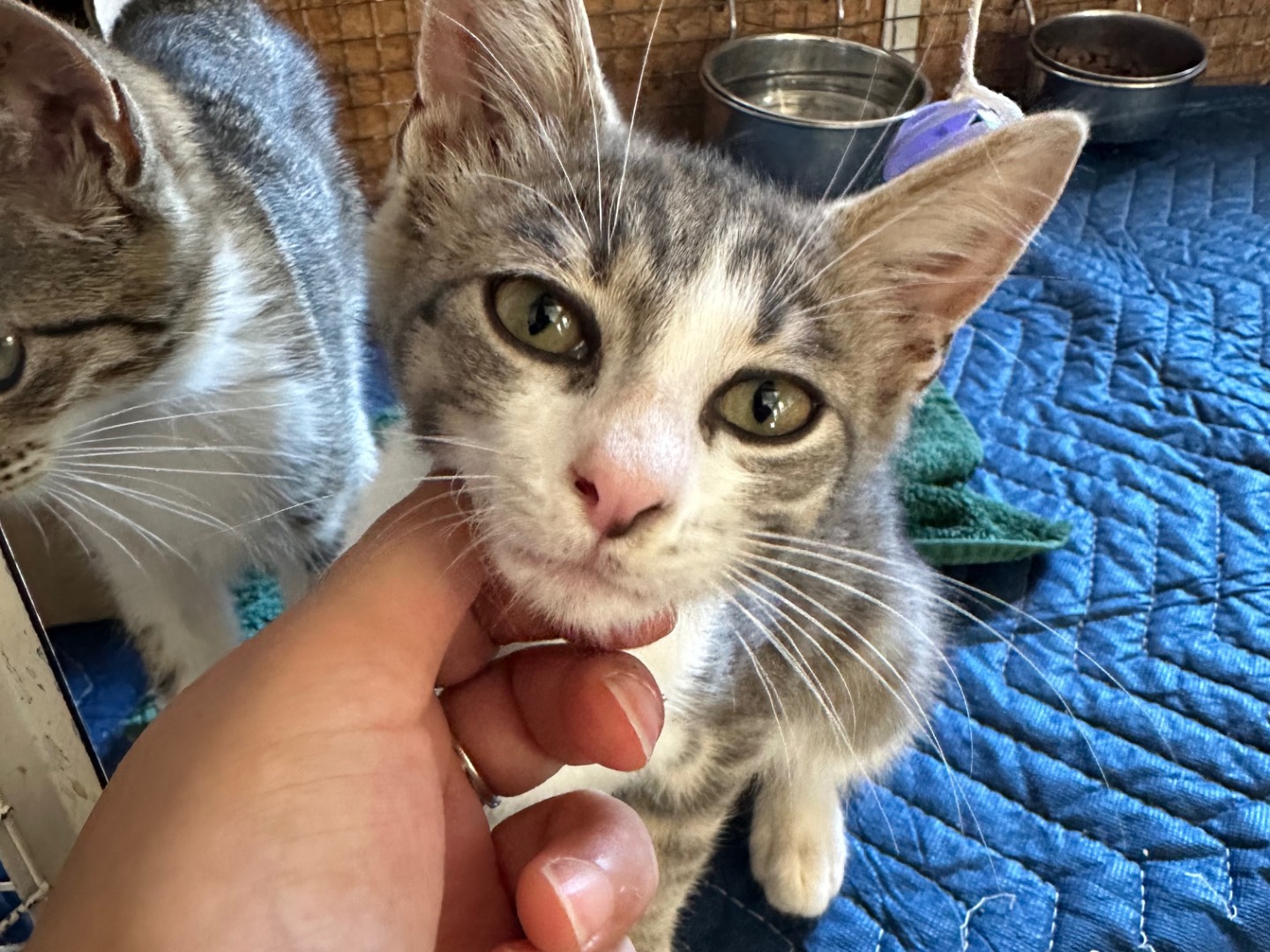 Adotta un gatto, maschio, 2 mesi, Roma