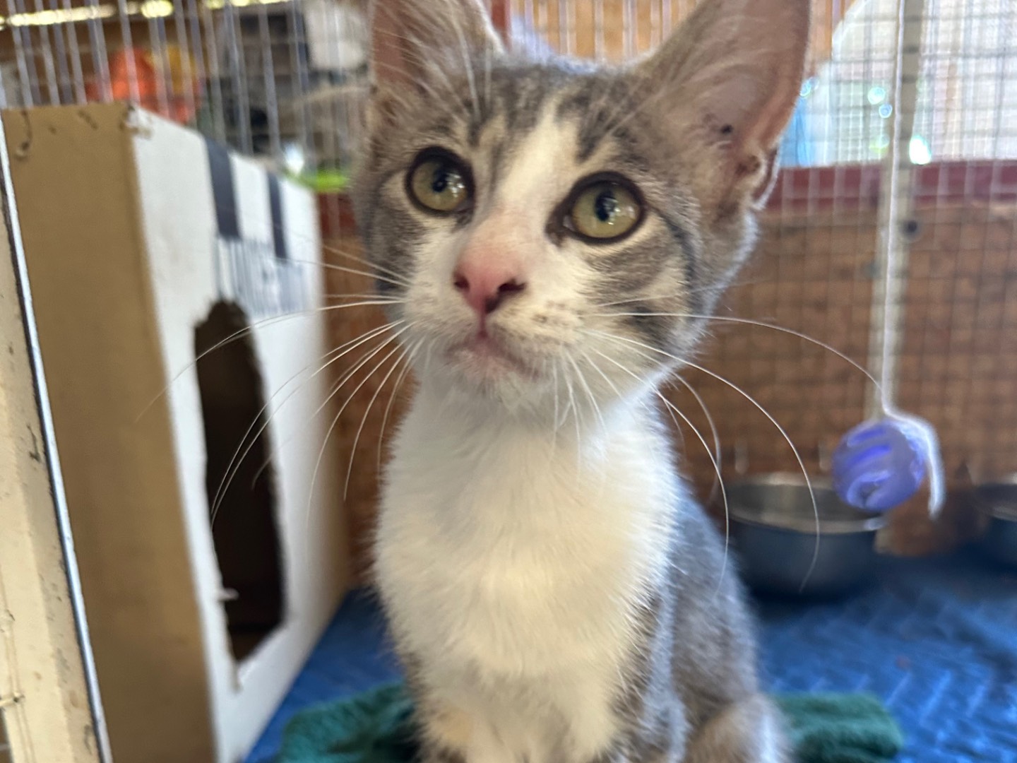 Adotta un gatto, taglia non valida, maschio, Roma