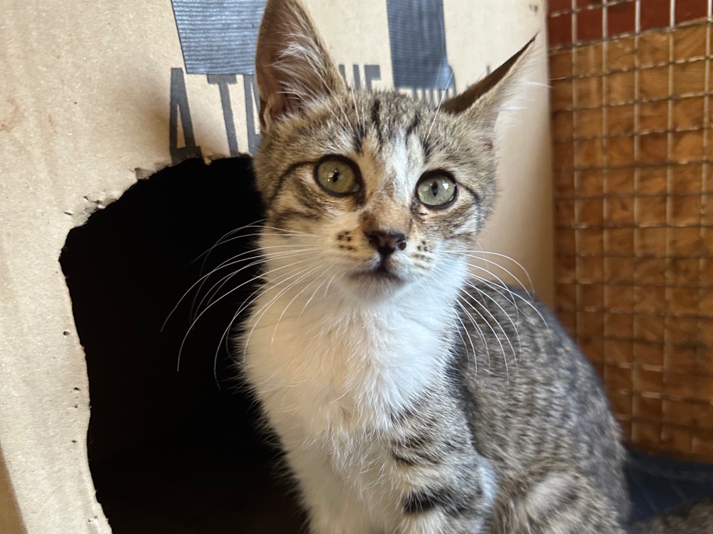 Adozione gatto, femmina, Razza sconosciuta Razza sconosciuta, 2 mesi, taglia non valida, Roma