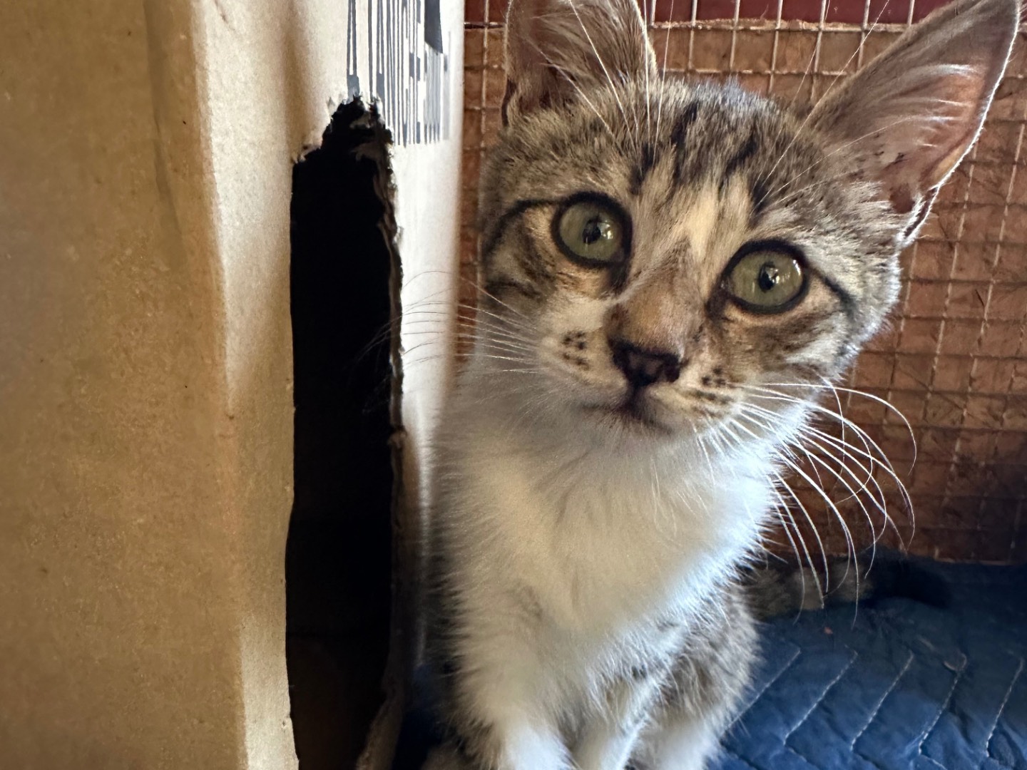 Adotta un gatto, femmina, 2 mesi, Roma