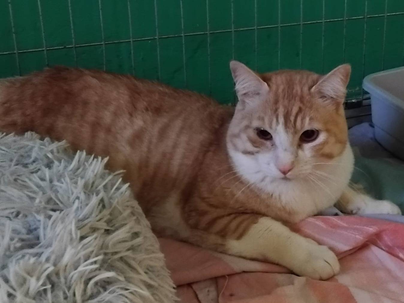 Adotta un gatto, maschio, 3 anni e 4 mesi, Varese