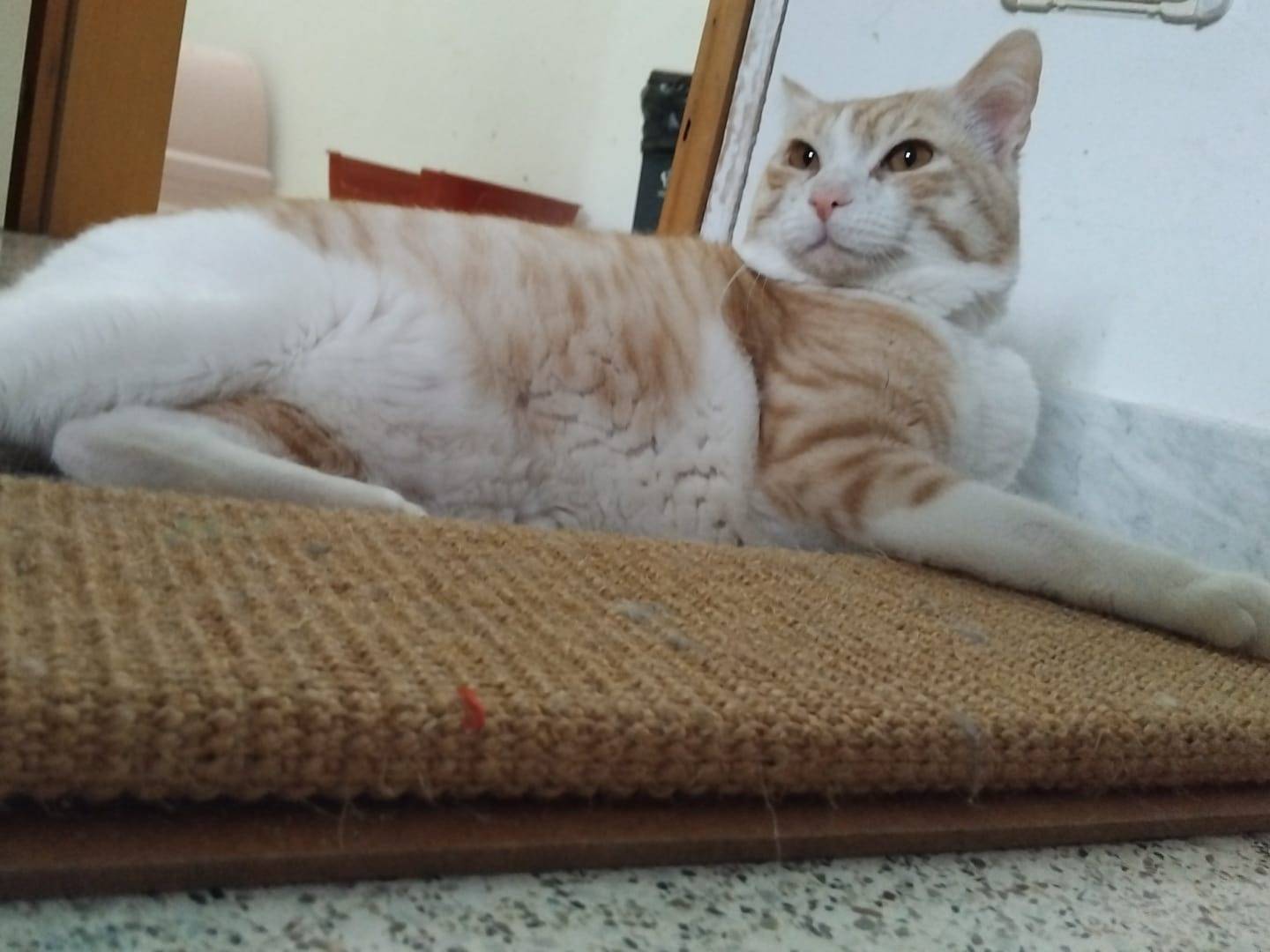 Vuoi adottare un gatto a Varese?