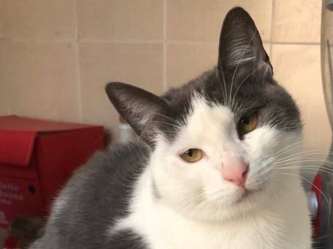 Adozione gatto, femmina, Razza sconosciuta Razza sconosciuta, 5 anni, taglia non valida, Genova