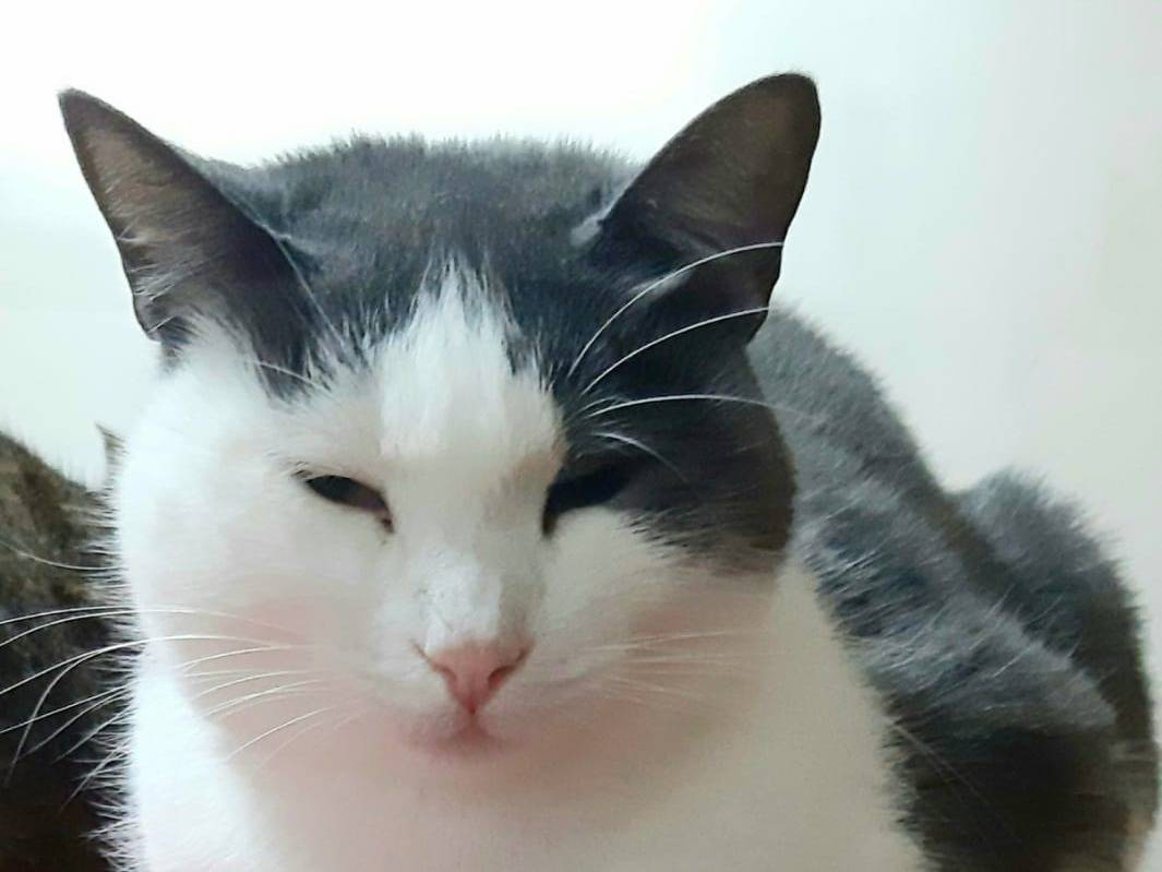Adotta un gatto, femmina, 5 anni, Genova