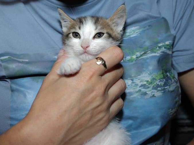 Foto 3 dell'animale