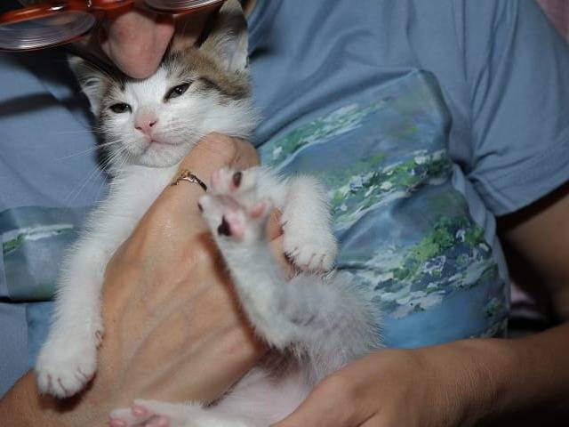 Vuoi adottare un gatto a Brescia?