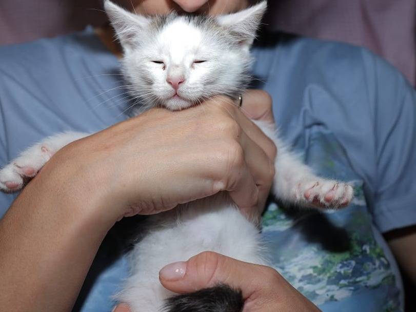 Vuoi adottare un gatto a Brescia?
