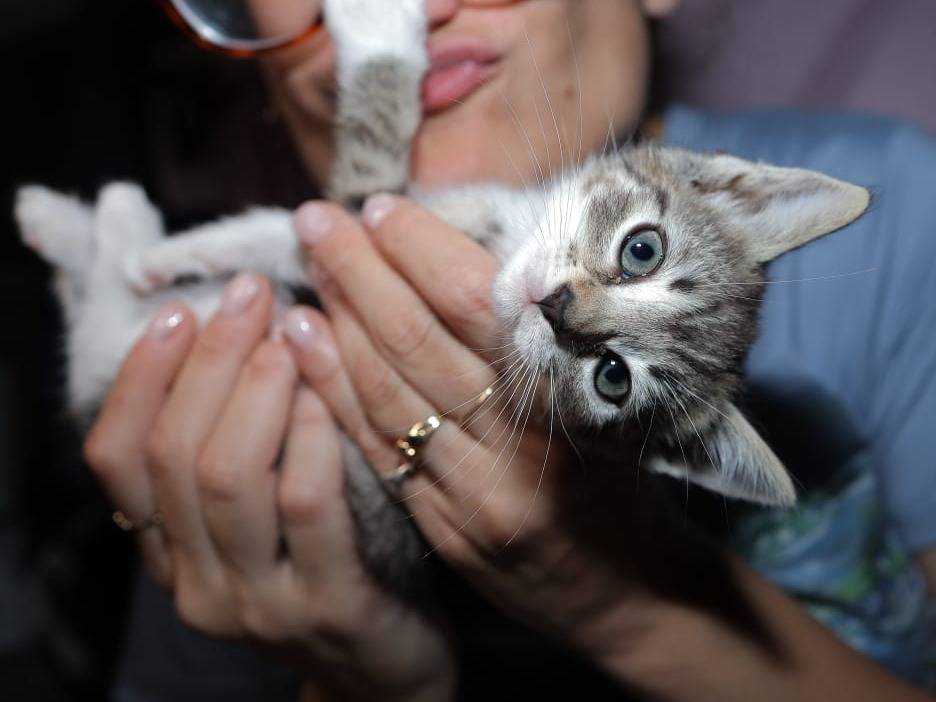 Adozione gatto, femmina, Razza sconosciuta Razza sconosciuta, 2 mesi, taglia non valida, Brescia