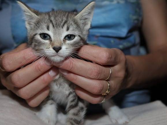 Adotta un gatto, femmina, 2 mesi, Brescia