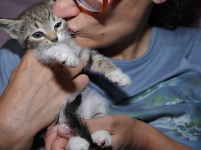 Adotta un gatto, taglia non valida, femmina, Brescia