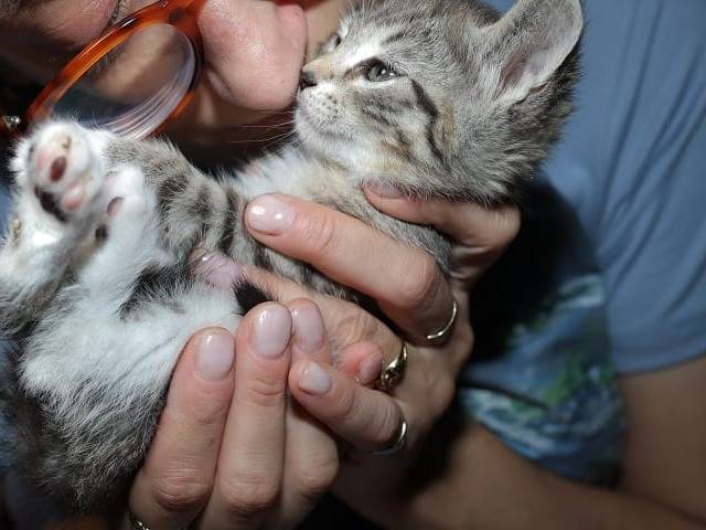 Vuoi adottare un gatto a Brescia?
