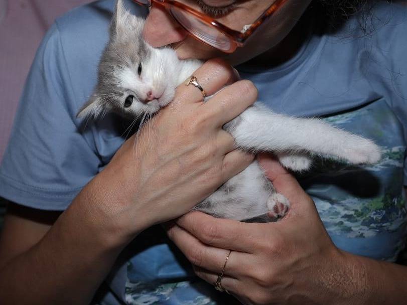 Adotta un gatto, maschio, 2 mesi, Brescia