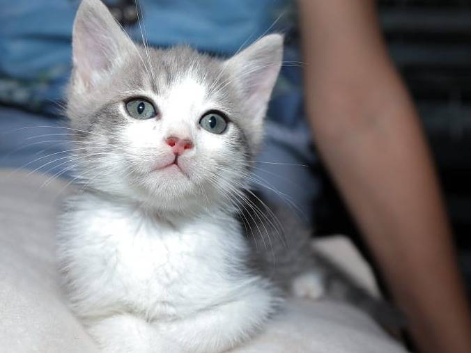 Adozione gatto, maschio, Razza sconosciuta Razza sconosciuta, 2 mesi, taglia non valida, Brescia