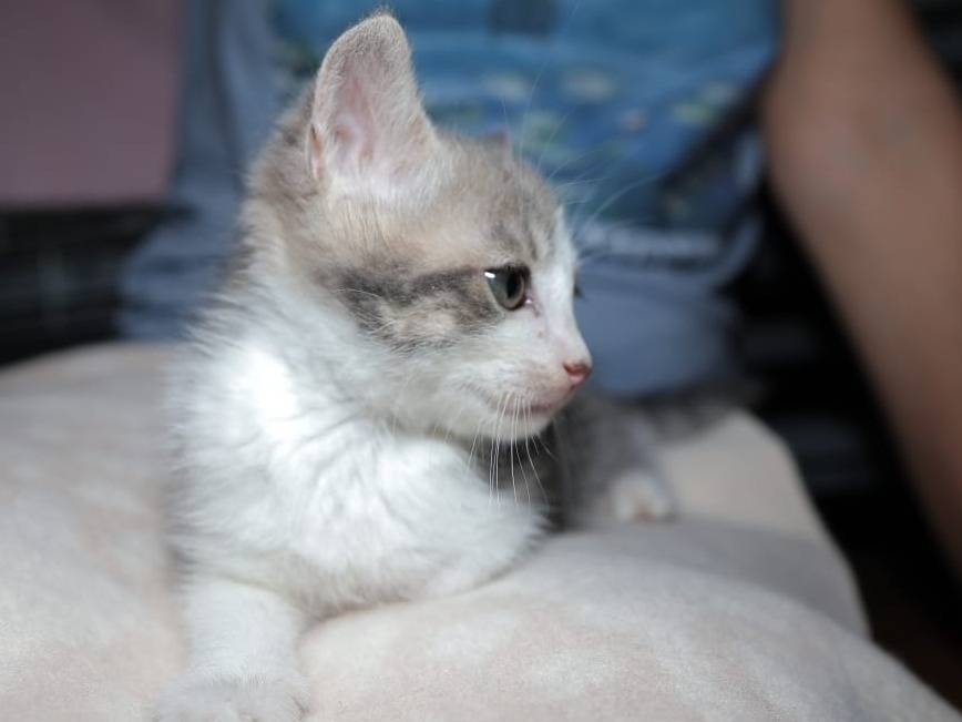 Adotta un gatto, taglia non valida, maschio, Brescia